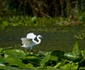 parcul natural balta mica a brailei 3