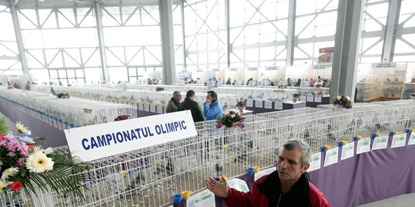 Expoziţie naţională de porumbei astăzi, la Craiova. 