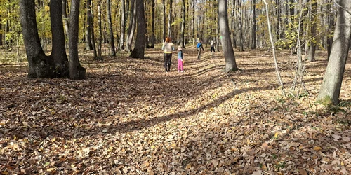 poteca teilor foto cosmin zamfirache (8) jfif