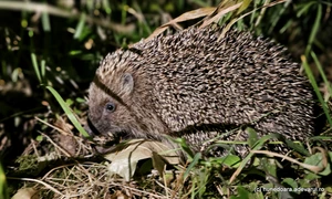 Arici in Hunedoara Foto Daniel Guță ADEVĂRUL (6) jpg