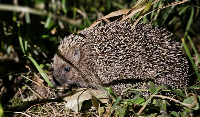 Pe întuneric, femeia a confundat ariciul cu o pisică. FOTO: Adevărul