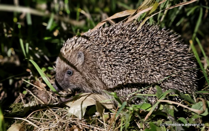 De ce ariciul este unul dintre cei mai importanți aliați ai grădinii tale