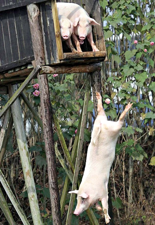 “Aşa se face un triplu salt mortal porcin de perfect!”