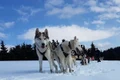 husky harghita jpg