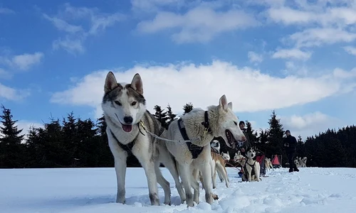 husky harghita jpg