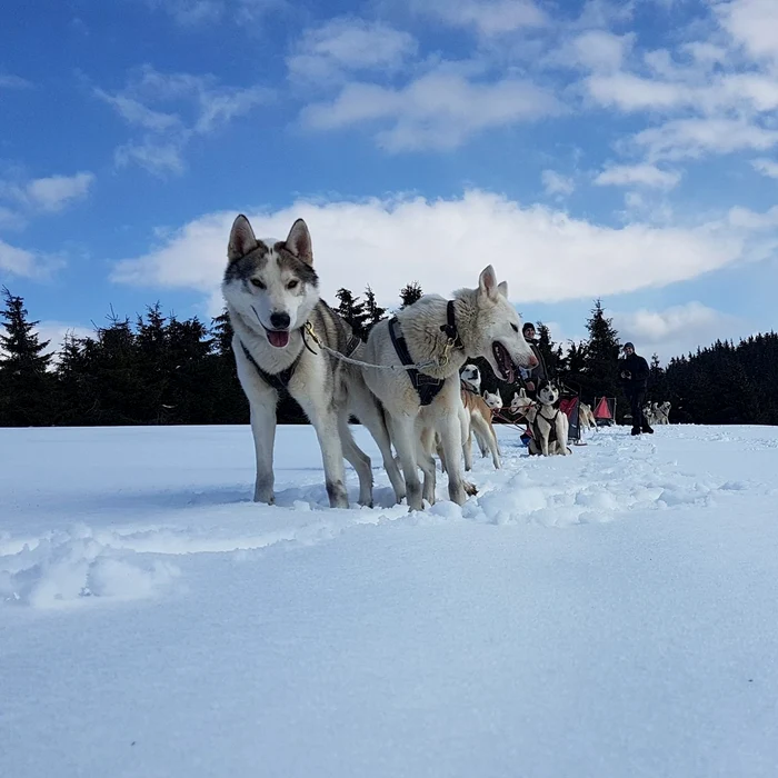 O plimbare cu sania trasă de husky este o experiență unică / foto: Huskytoursharghita
