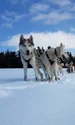 husky harghita jpg