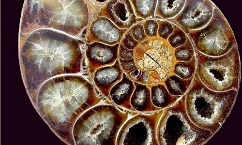 Expoziția Mineralia, “Cristale de Primăvară”, 4 6 martie 2016 jpeg