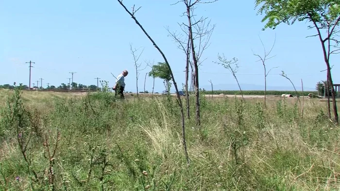 Aşa arată acum ceea ce-ar fi trebuit să fie o lizieră matură de salcâmi FOTO Iulian Bunilă