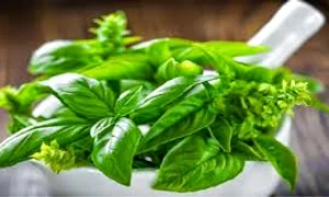 busuiocul planta cu virtuti terapeutice jpg 0 jpeg