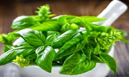 busuiocul planta cu virtuti terapeutice jpg 0 jpeg