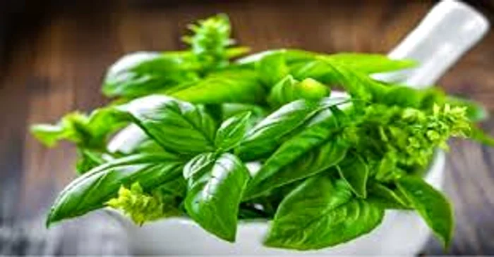 Terapia cu busuioc protejează organismul de infecțiiSursa foto: Click.ro