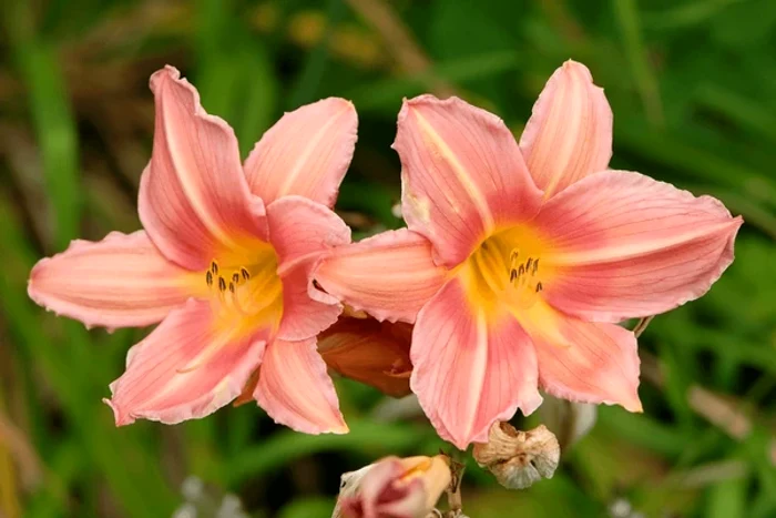 În ciuda numelui, acestă plantă nu este un crin / foto: Shutterstock