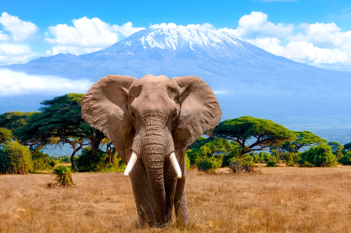 Un elefant în savana, cu muntele Kilimanjaro pe fundal