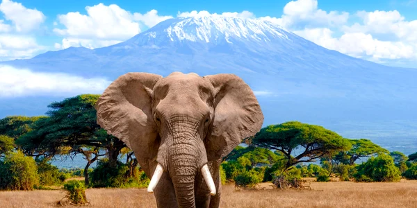Kenya Muntele Kilimanjara elefant shutterstock 1982883344 jpg