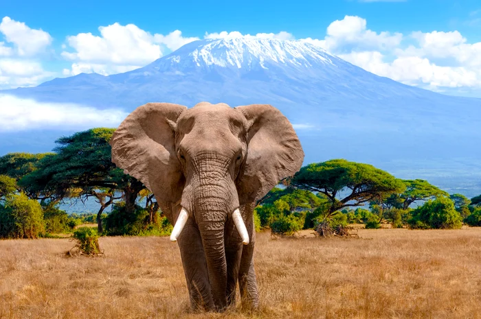 Un elefant în savana, cu muntele Kilimanjaro pe fundal
