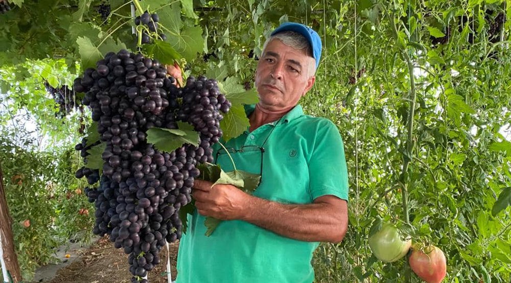 Struguri uriași crescuți în solariile din România. Un singur ciorchine poate depăși 2,5 kilograme