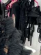 miss universe australia jpg