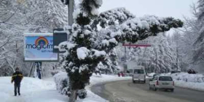 Greutatea zăpezii afectează şi arborii din municipiu care stau să cadă în orice clipă