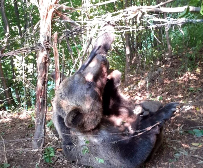 Acţiunea de eliberare a animalului a avut succes pânâ la urmă FOTO Atitudinea de Neamţ.ro