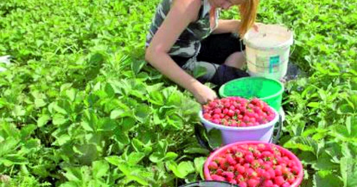 Idei de afaceri în agricultură. Plantaţia de căpşune e destul de profitabilă