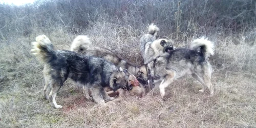 Câine sfîşiat de 4 carpatini FOTO Bistriteanul.ro