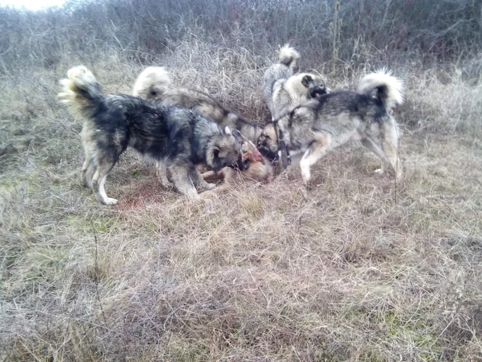 Câine sfîşiat de 4 carpatini FOTO Bistriteanul.ro