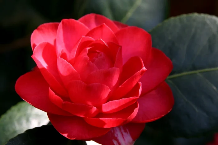Este cea mai rară floare din lume / foto: Pixabay