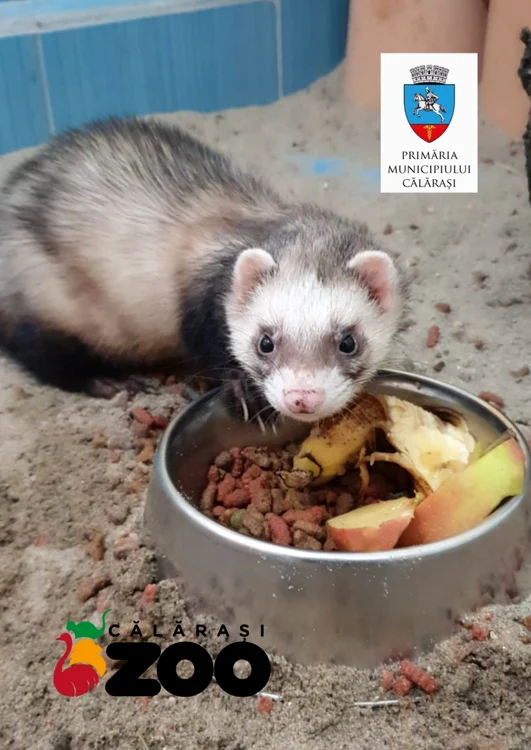 Animalele de la Zoo Călăraşi sunt hrănite corespunzător de personal FOTO Facebook/Zoo Călăraşi