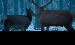 Vise din alt film jpeg