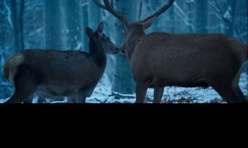 Vise din alt film jpeg