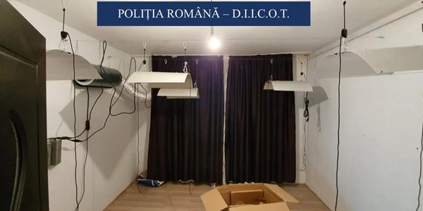 Cultivatori şi vânzători de cannabis arestaţi de poliţişti FOTO Poliţia Română