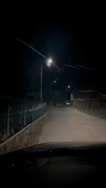 Urs surprins pe străzile orașului Zlatna din Munții Apuseni. Animalul a fost alungat cu petarde VIDEO