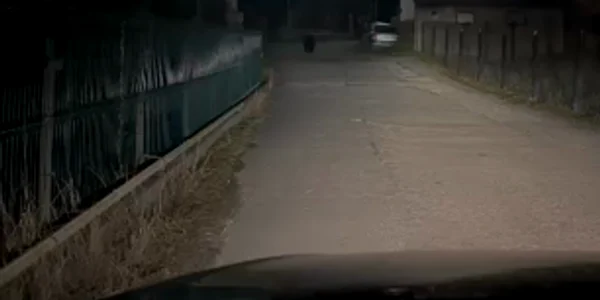 urs apuseni alba mp4 thumbnail png