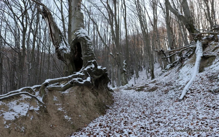 cetatea dacica blidaru foto daniel guta adevarul