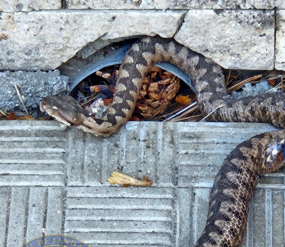 Șarpe descoperit într-un parc FOTO: Jandarmeria Hunedoara