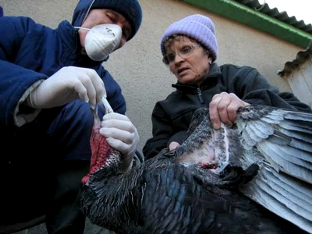 
    Păsările nu vor fi sacrificate  