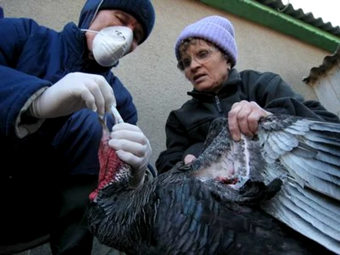 
    Păsările nu vor fi sacrificate  