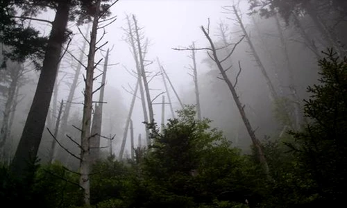 1 82393 original jpg jpeg