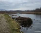 Lacul lebedelor de pe Râul Strei Foto Daniel Guță (21) jpg