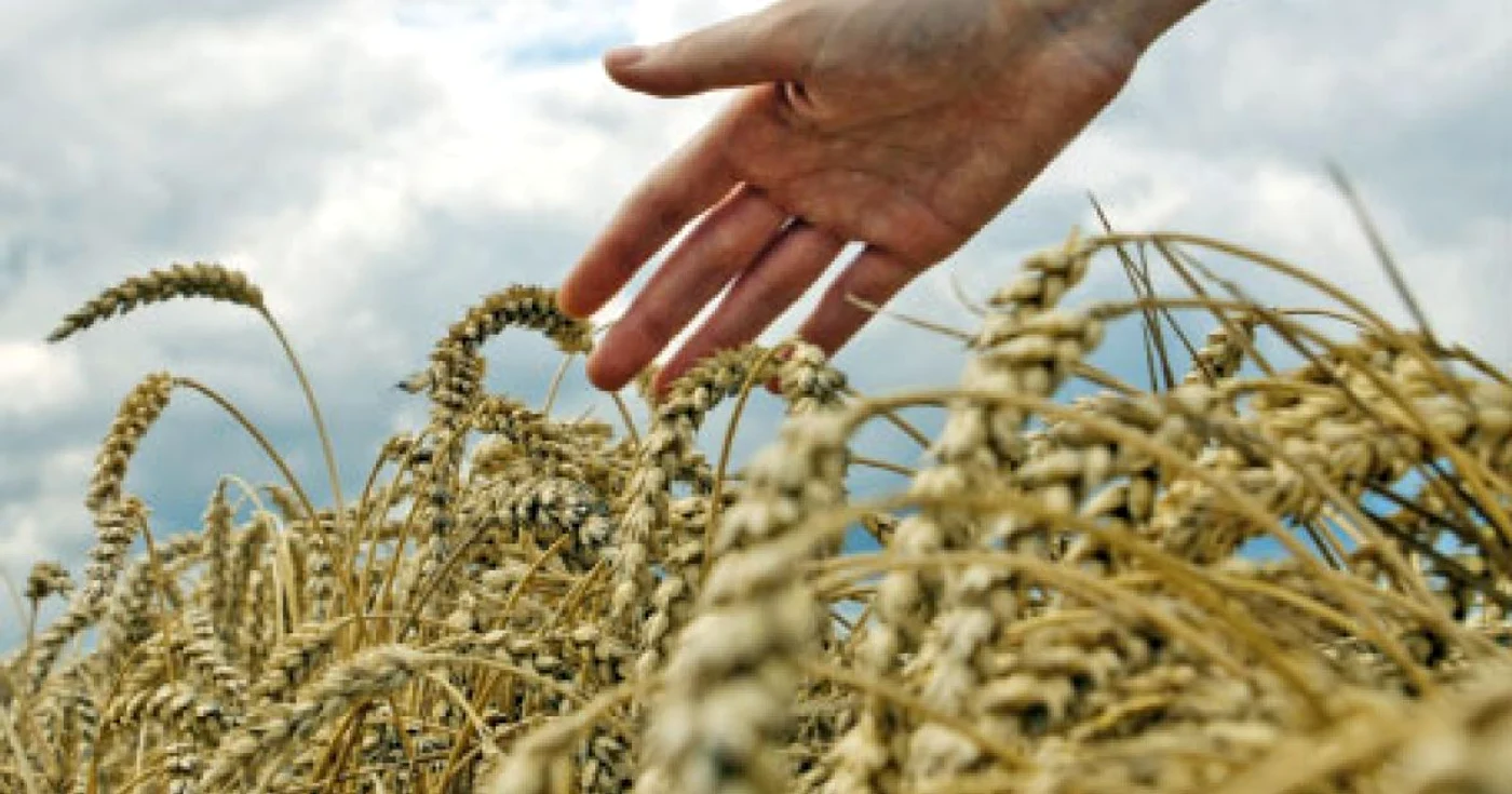 Grâul este o plantă ce ar putea scădea temperatura planetei