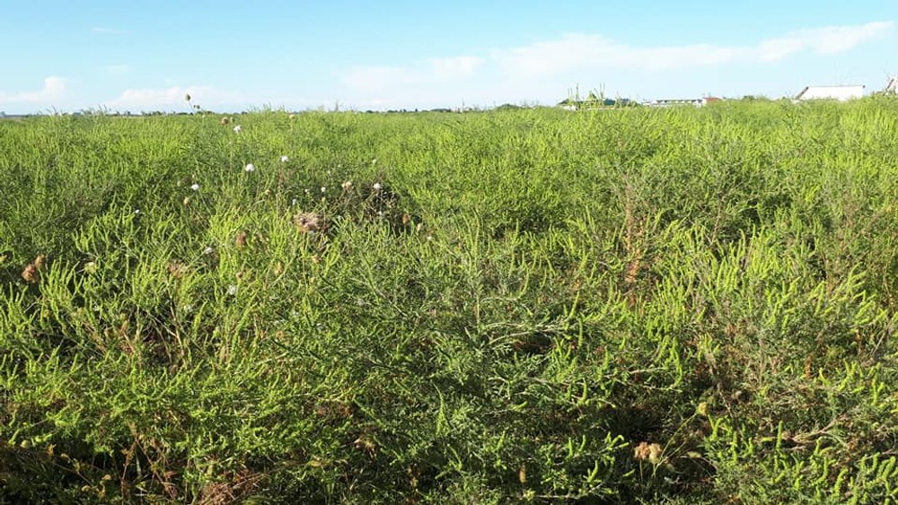 Ambrozia. Planta care a luat captivi 13,5 milioane de europeni. Cum pot fi controlate simptomele alergiei