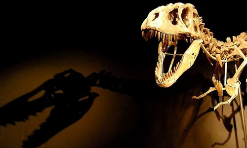 Cel mai bine păstrat schelet de stegozaur a fost găsit într o magazie din Portugalia jpeg