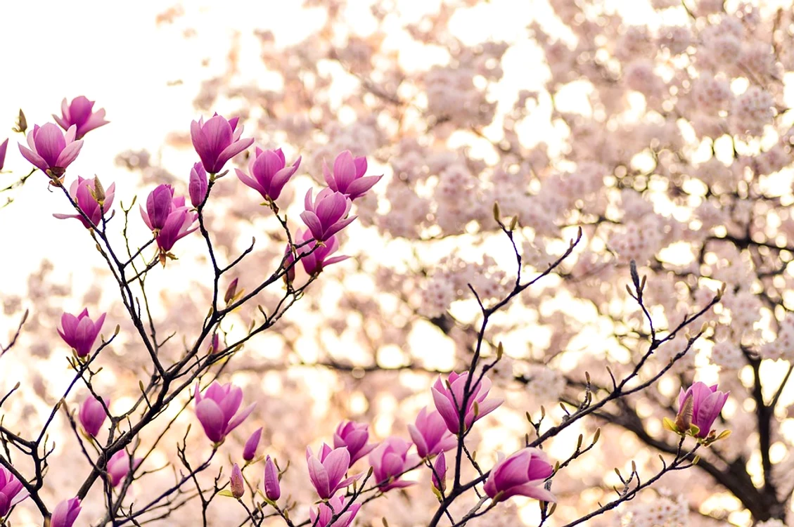 
    Ai visat o magnolie înflorită?  Afacerile în care ești implicat  vor fi rentabileFoto: pixabay.com  
