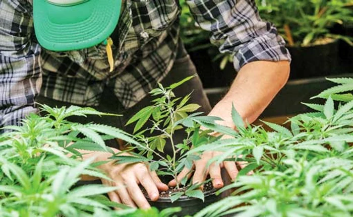 Coletele cu canabisul cultivat în Spania erau trimise în România prin intermediul firmelor de transport