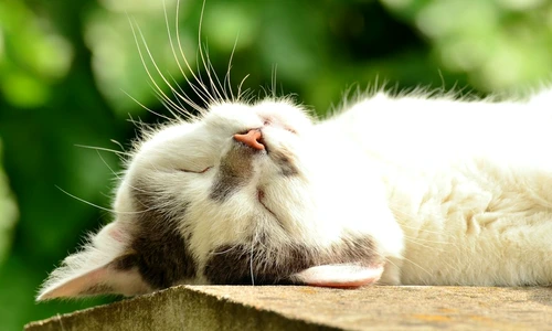 1 80758 original jpg jpeg