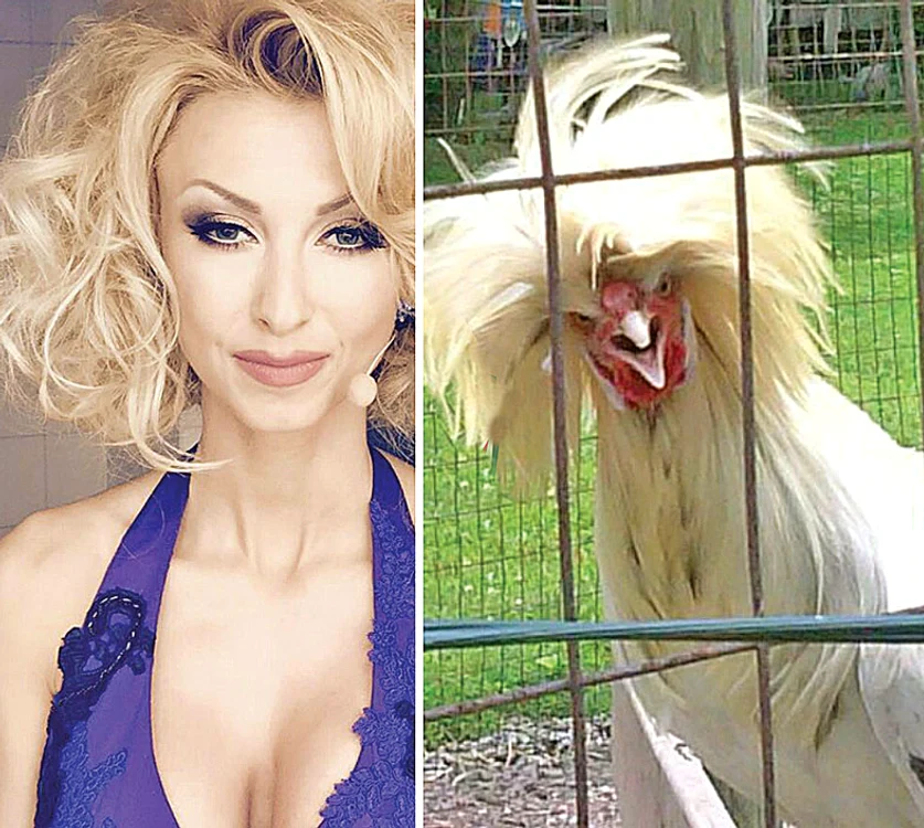 Găina moţată