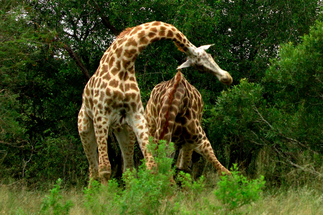 girafa 1