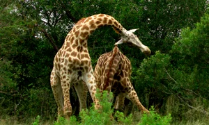 girafa 1 jpeg