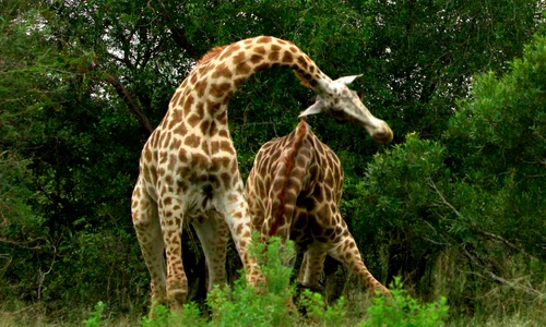 girafa 1 jpeg
